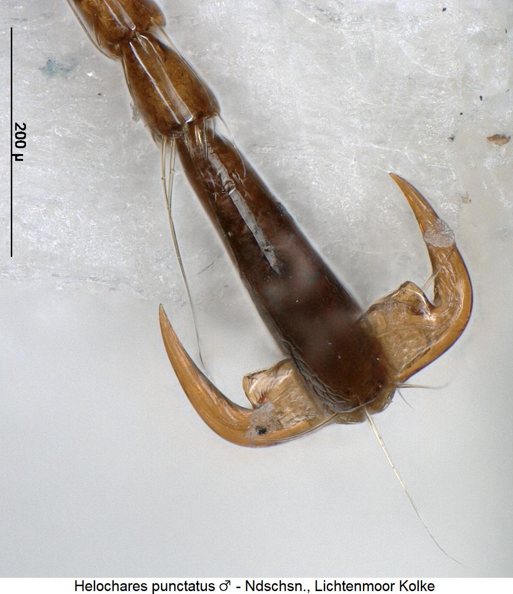 helochares_punctatus_m_htr.jpg