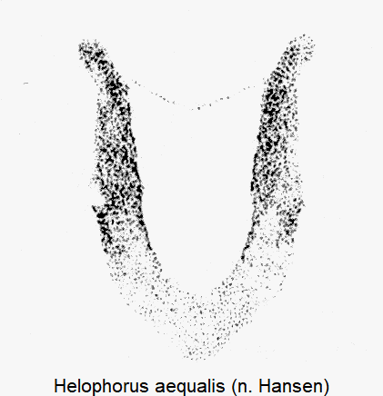 helophorus_aequalis_w_ter.gif