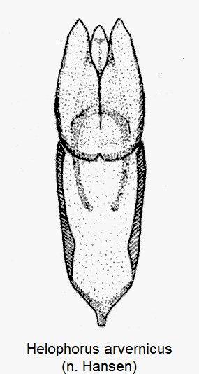 helophorus_arvernicus.gif