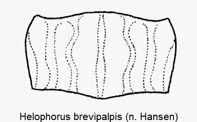 helophorus_brevipalpis_hsch.gif