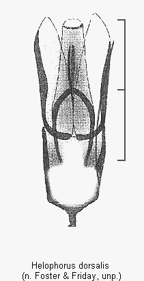 helophorus_dorsalis2.gif