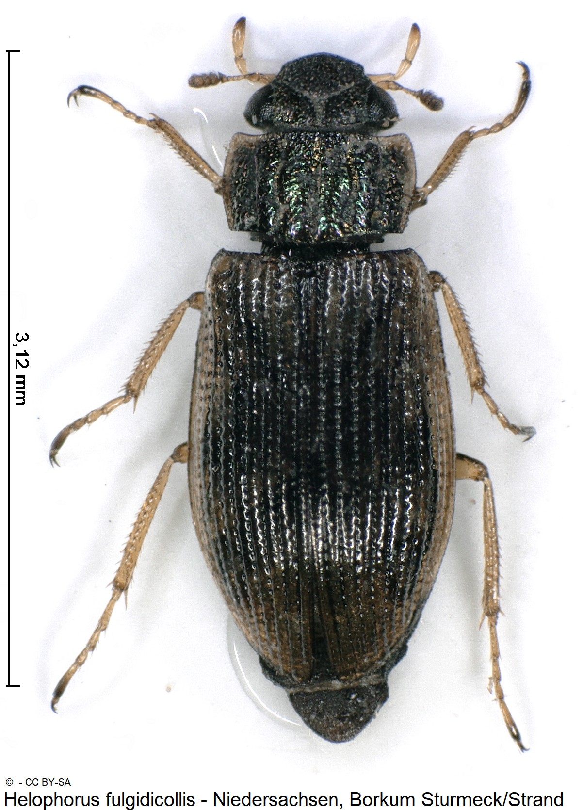 helophorus_fulgidicollis_ck33164073_hab.jpg
