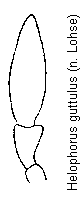 helophorus_guttulus_kfts.gif