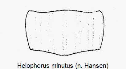 helophorus_minutus_hsch-1.gif