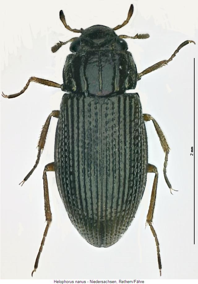 helophorus_nanus_hab.jpg
