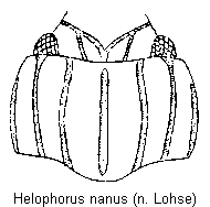 helophorus_nanus_hsch.gif