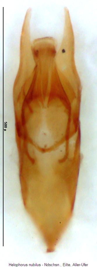 helophorus_nubilus.jpg