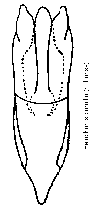 helophorus_pumilio.gif