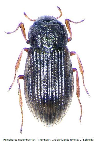helophorus_redtenbacheri_hab.jpg