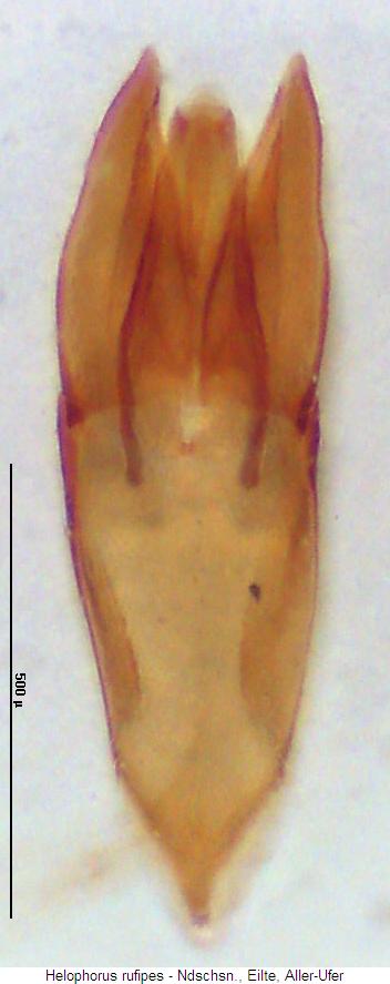 helophorus_rufipes.jpg