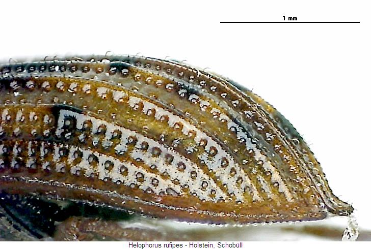 helophorus_rufipes_fld.jpg