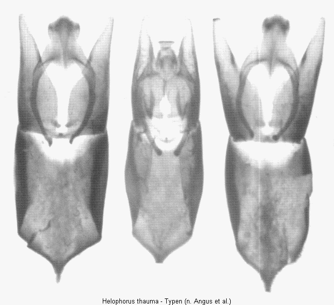 helophorus_thauma.gif