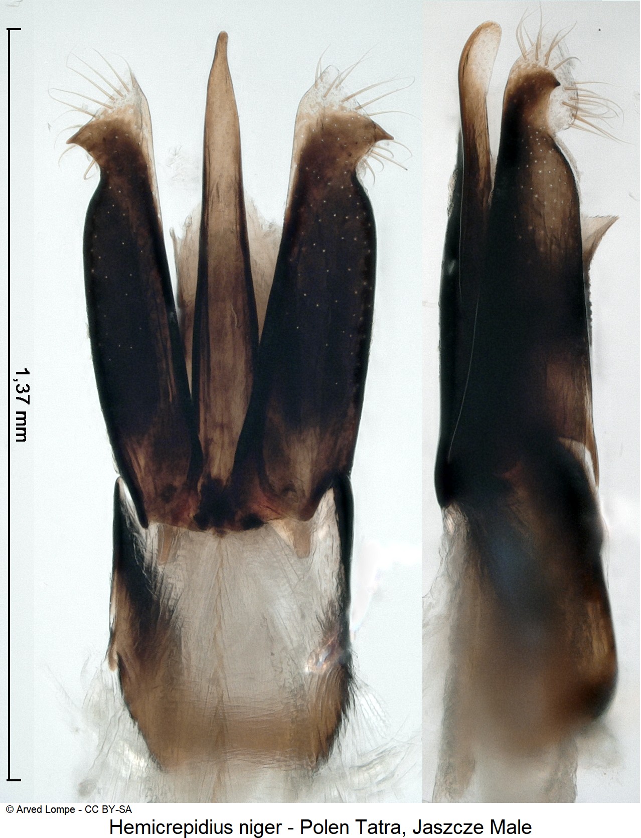 hemicrepidius_niger_ck34577461.jpg