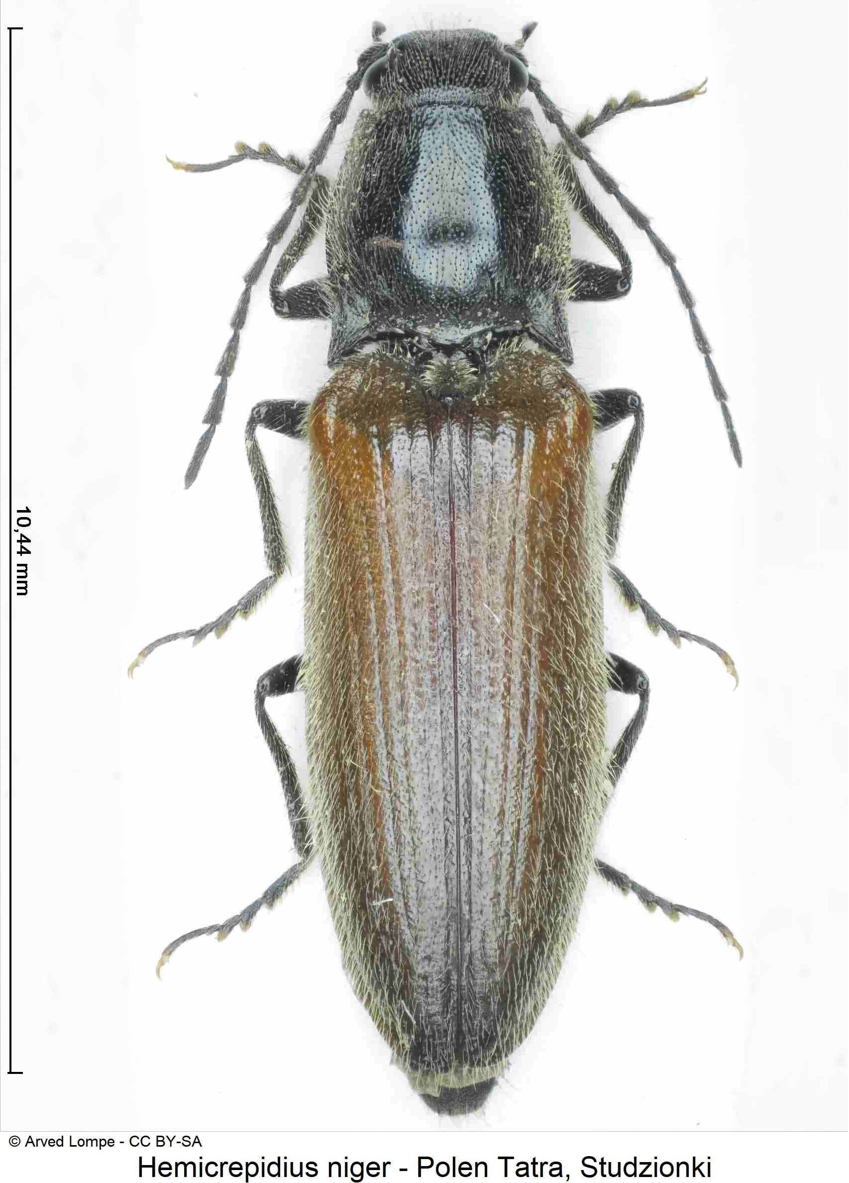 hemicrepidius_niger_ck35605701_hab.jpg
