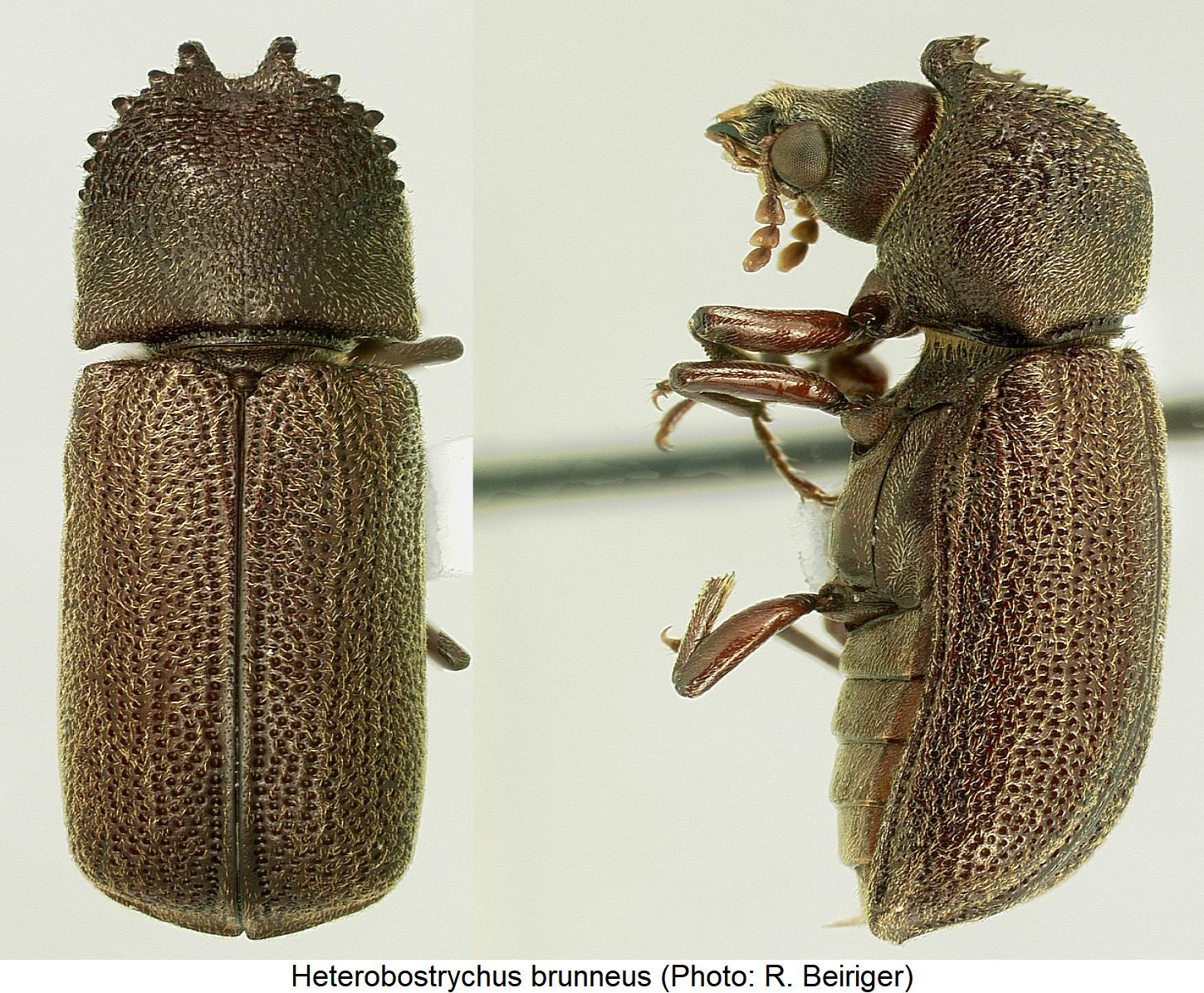 heterobostrychus_brunneus_hab.jpg