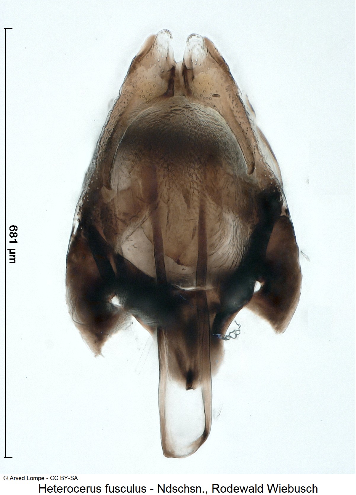 heterocerus_fusculus_ck35345147.jpg