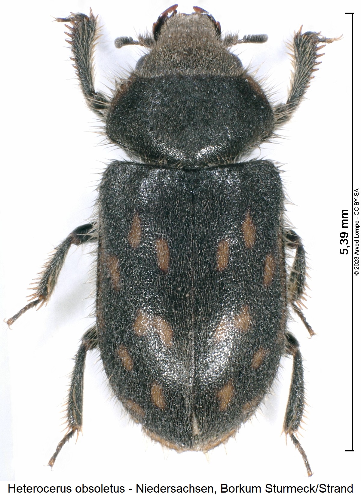 heterocerus_obsoletus_hab.jpg