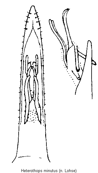 heterothops_minutus.gif
