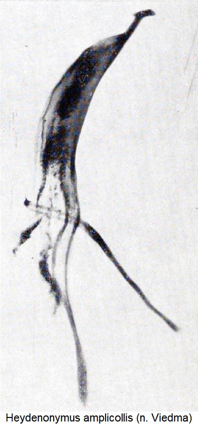heydeneonymus_amplicollis.jpg