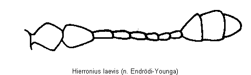 hierronius_laevis_f.gif