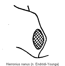 hierronius_nanus_k.gif