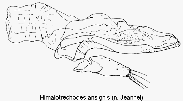 himalotrechodes_ansignis.gif