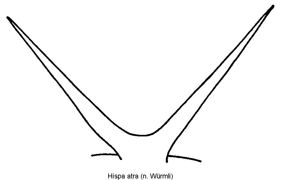 hispa_hsvrdornen.jpg