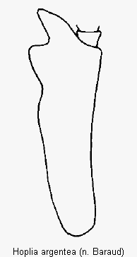 hoplia_argentea_vschn.gif