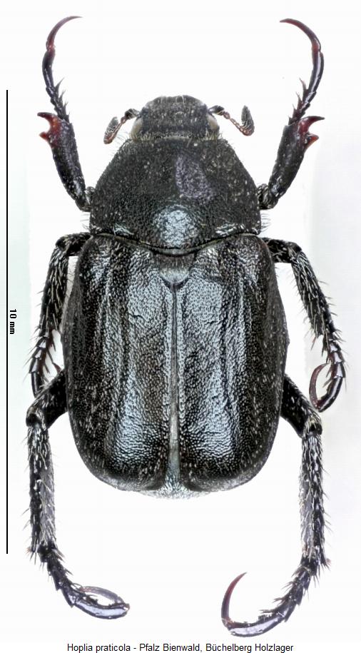 hoplia_praticola_hab.jpg