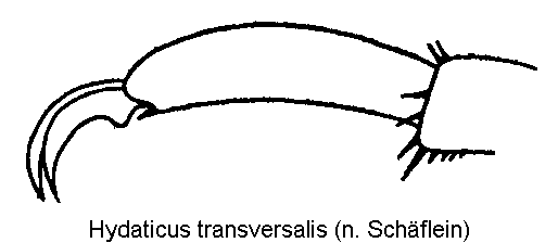 hydaticus_transversalis_vtr.gif