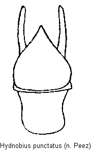 hydnobius_punctatus.gif