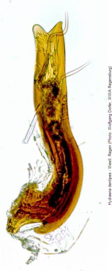 hydraena_dentipes2.jpg
