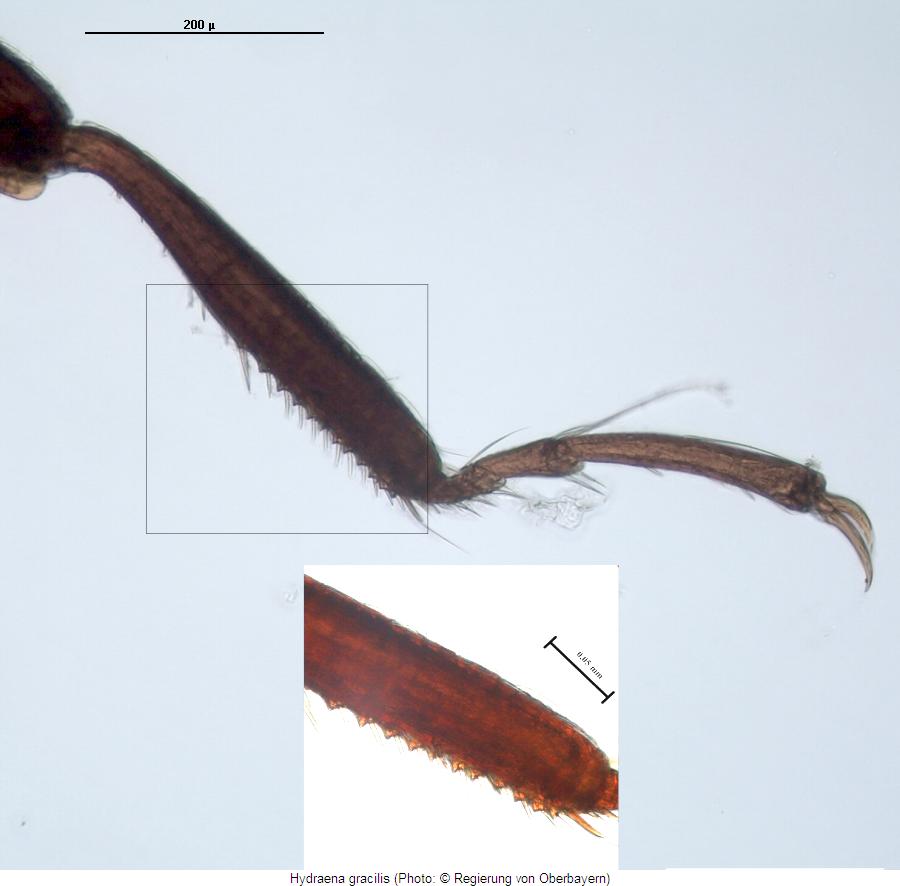hydraena_gracilis_mschn.jpg