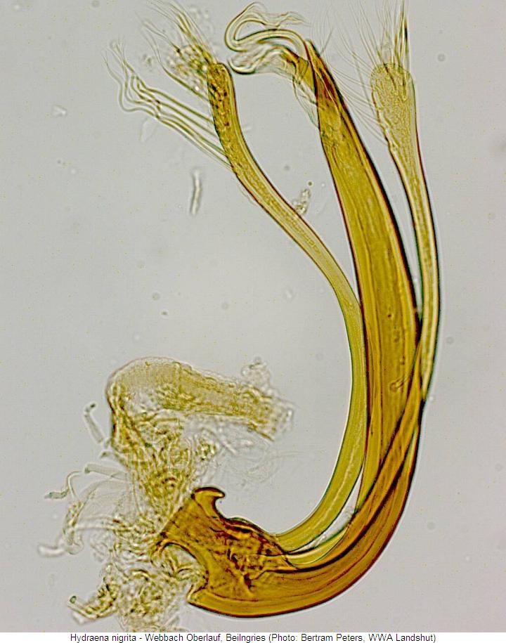 hydraena_nigrita2.jpg