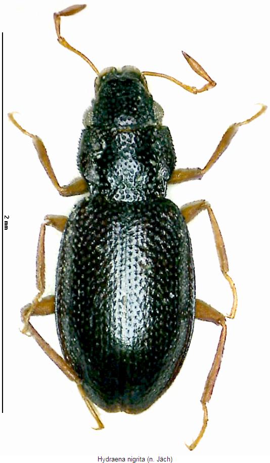 hydraena_nigrita_hab.jpg