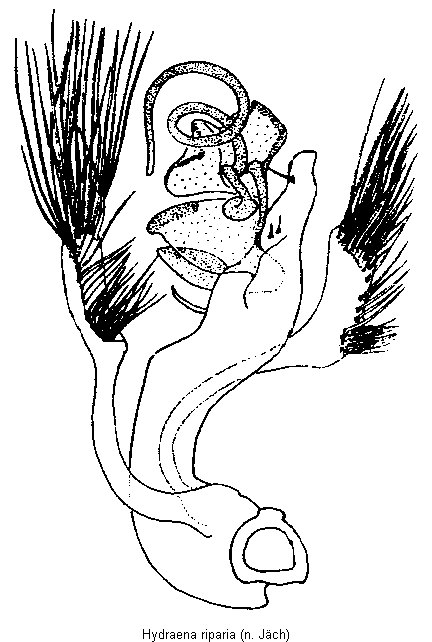 hydraena_riparia.gif