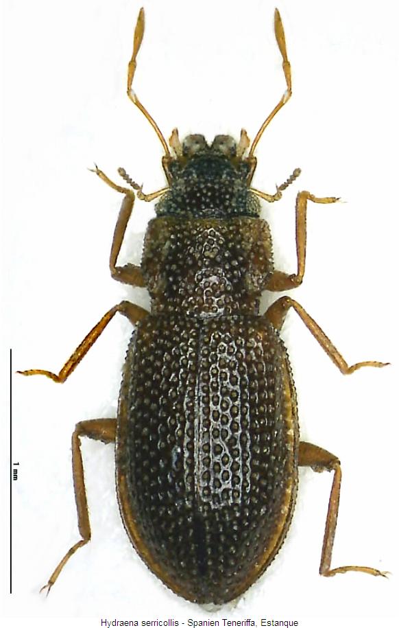 hydraena_serricollis_hab.jpg