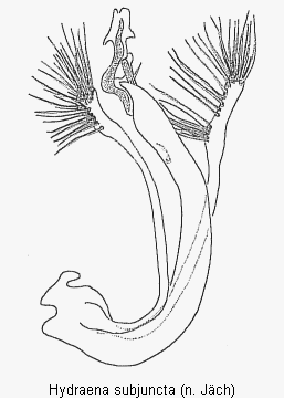 hydraena_subjuncta.gif