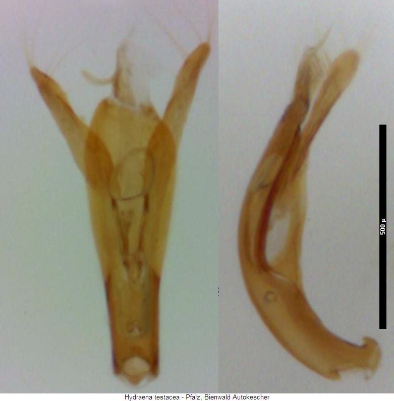 hydraena_testacea.jpg