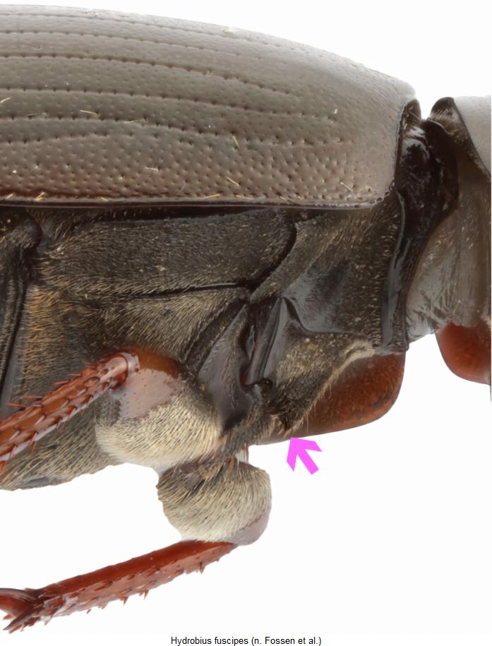 hydrobius_fuscipes_mbr.jpg