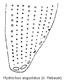 hydrochus_angustatus_fld.gif