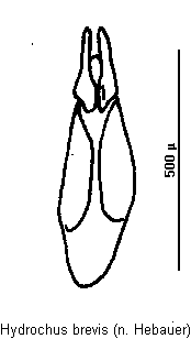 hydrochus_brevis.gif