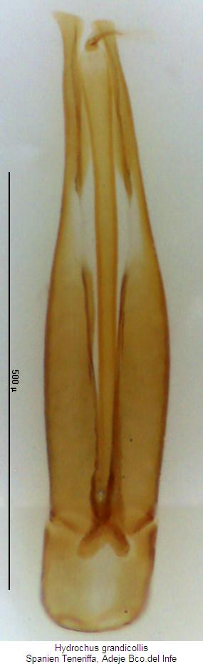 hydrochus_grandicollis.jpg