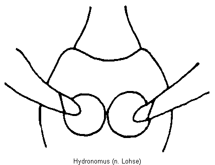 hydronomus_vbr.gif