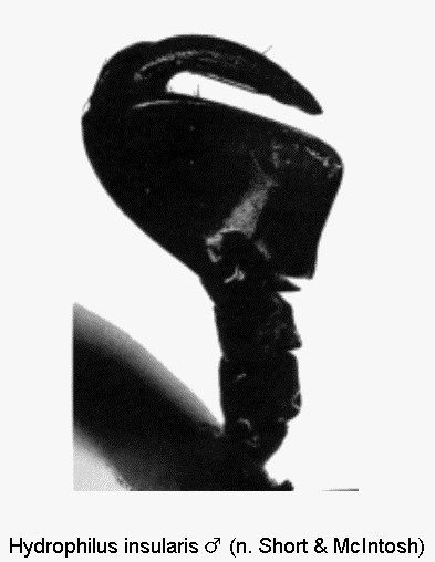 hydrophilus_insularis_vtr.gif
