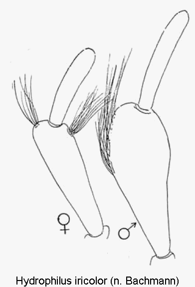 hydrophilus_iricolor_ts.gif
