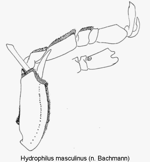 hydrophilus_masculinus_vtr.gif