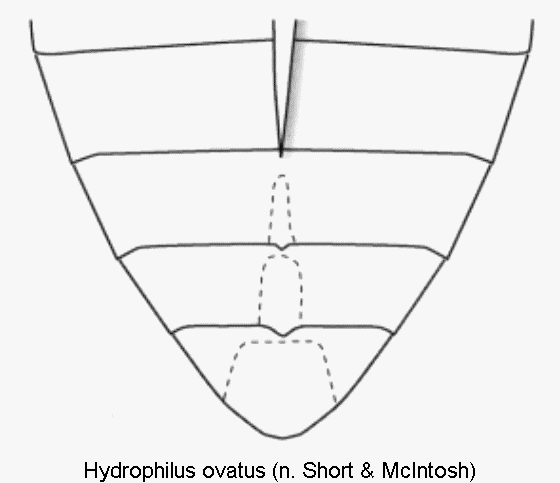 hydrophilus_ovatus_abd.gif