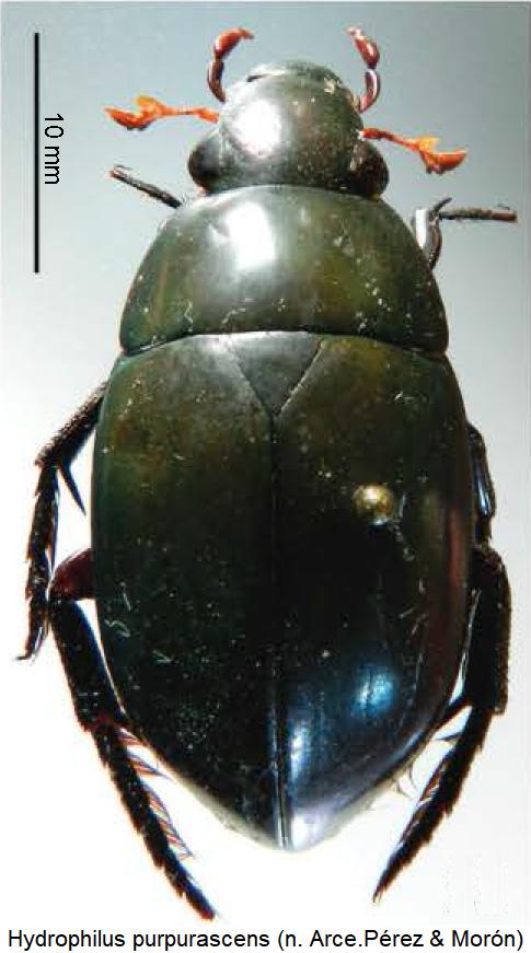 hydrophilus_purpurascens_hab.jpg