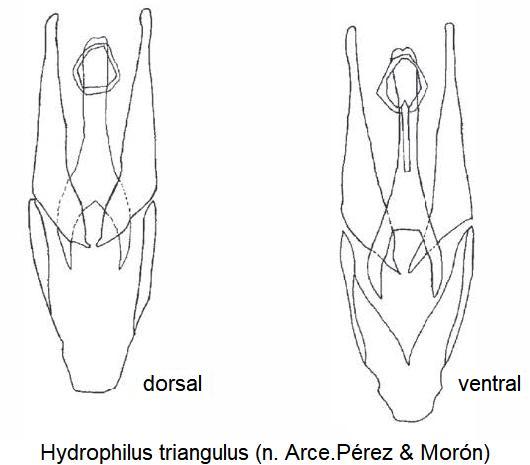 hydrophilus_triangulus.jpg